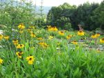 helenium-bigelovii-the-bishop-2