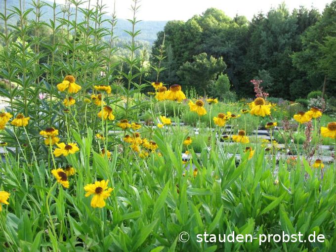 Helenium bigelovii 'The Bishop' - Sonnenbraut