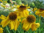 helenium-bigelovii-the-bishop