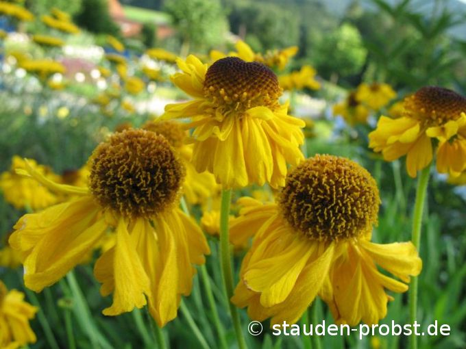 Helenium bigelovii 'The Bishop' - Sonnenbraut