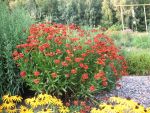 helenium-feuersiegel-3