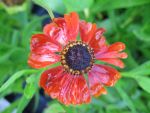 helenium-feuersiegel