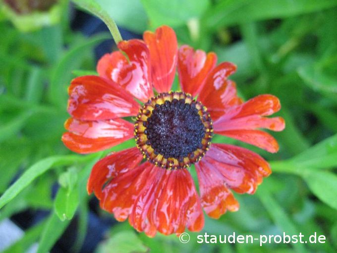 Helenium 'Feuersiegel' - Sonnenbraut