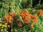 helenium-flammenrad-6