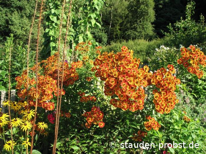 Helenium 'Flammenrad' - Sonnenbraut