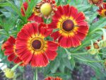 helenium-flammenrad