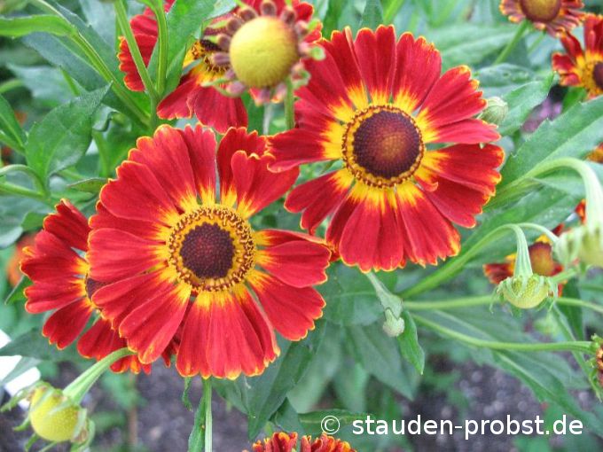 Helenium 'Flammenrad' - Sonnenbraut