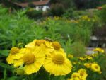 helenium-goldkugel