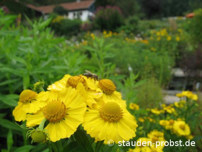 Helenium 'Goldkugel' - Sonnenbraut