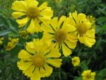 helenium-kanaria
