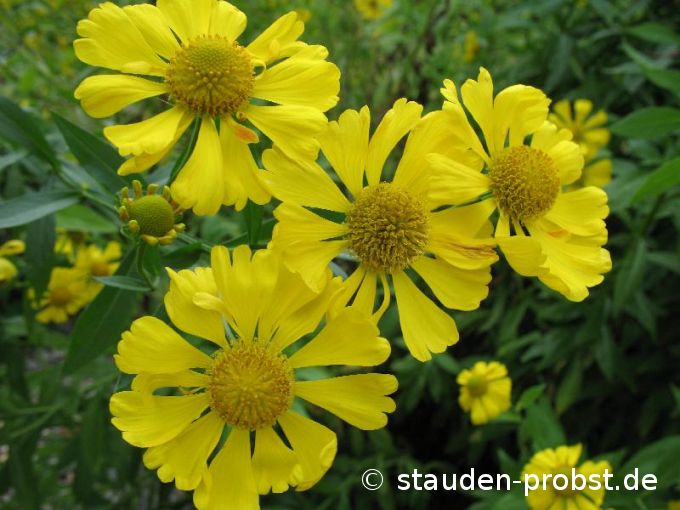 Helenium 'Kanaria' - Sonnenbraut