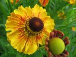 helenium-kokarde