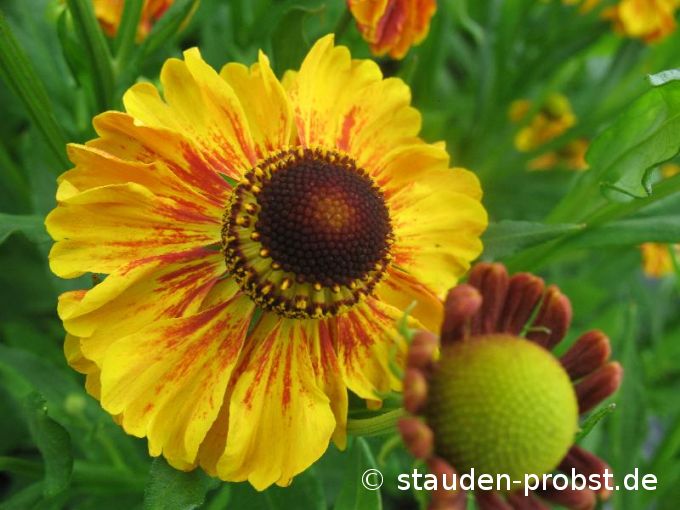 Helenium 'Kokarde' - Sonnenbraut