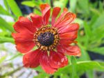 helenium-kupferzwerg
