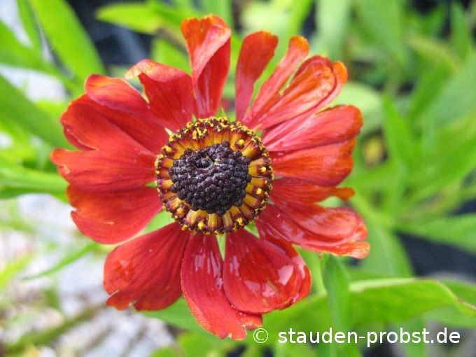 Helenium 'Kupferzwerg' - Sonnenbraut