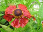 helenium-mahagoni