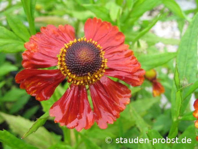 Helenium 'Mahagoni' - Sonnenbraut