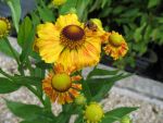 helenium-margot