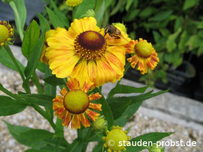 Helenium 'Margot' - Sonnenbraut