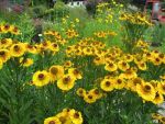 helenium-moerheim-beauty-2