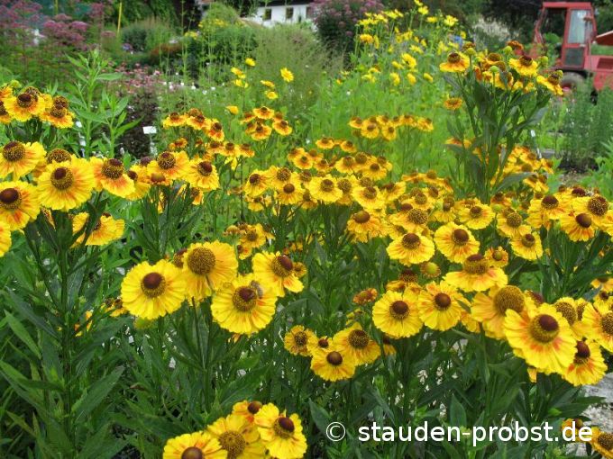 Helenium 'Moerheim Beauty' - Sonnenbraut