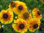 helenium-moerheim-beauty