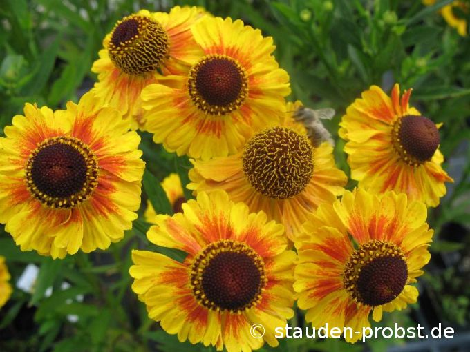 Helenium 'Moerheim Beauty' - Sonnenbraut