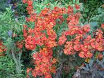 helenium-rubinzwerg-2