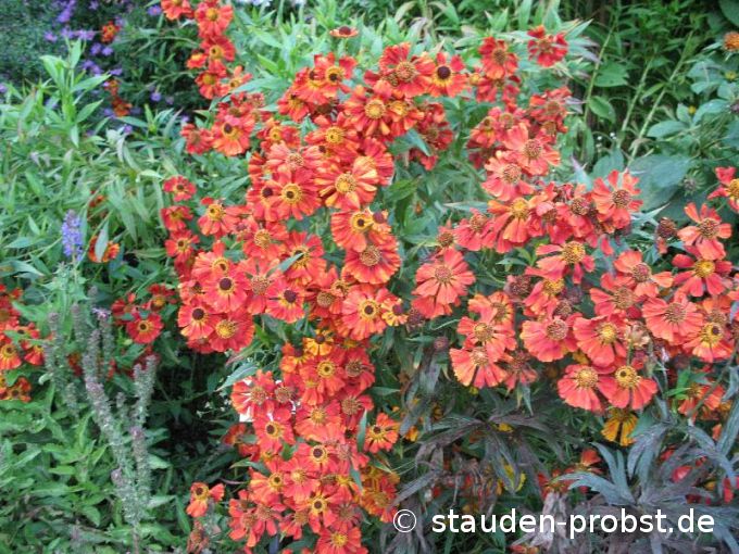 Helenium 'Rubinzwerg' - Sonnenbraut