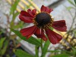 helenium-rubinzwerg