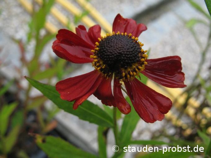 Helenium 'Rubinzwerg' - Sonnenbraut