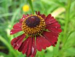 helenium-ruby-tuesday