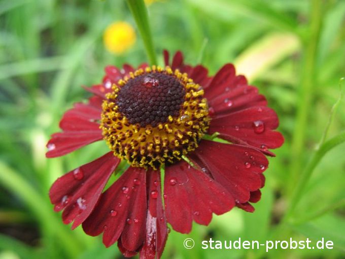 Helenium 'Ruby Tuesday' - Sonnenbraut
