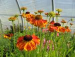 helenium-sahins-early-flowerer-2