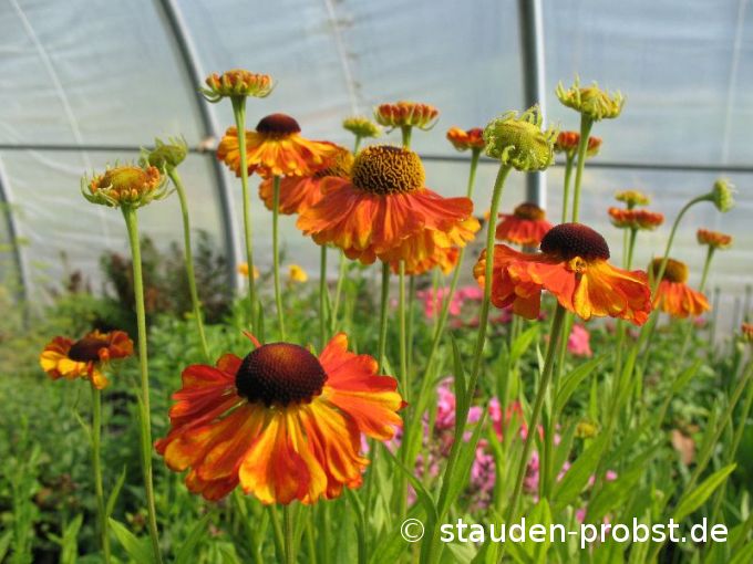 Helenium 'Sahins Early Flowerer' - Sonnenbraut