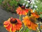 helenium-sahins-early-flowerer