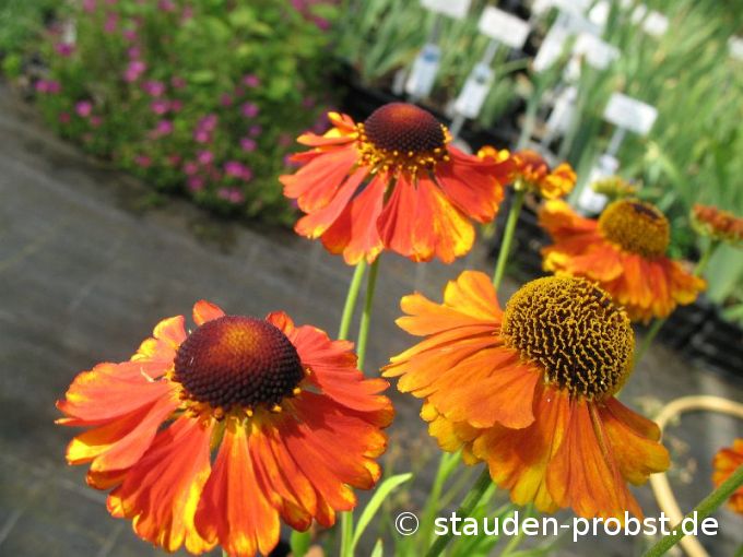 Helenium 'Sahins Early Flowerer' - Sonnenbraut