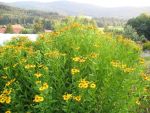 helenium-zimbelstern-2