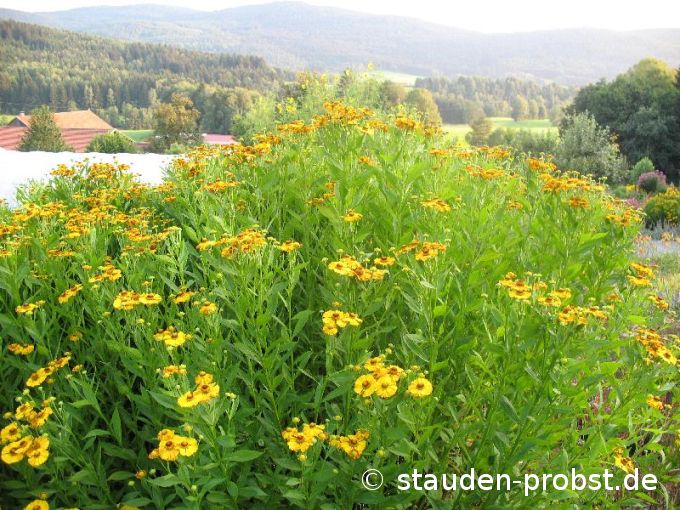 Helenium 'Zimbelstern' - Sonnenbraut
