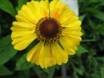 helenium-zimbelstern