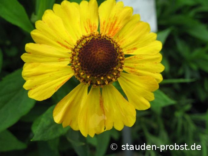 Helenium 'Zimbelstern' - Sonnenbraut