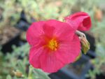helianthemum-ben-hope