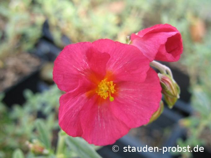 Helianthemum 'Ben Hope' - Sonnenröschen