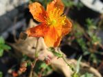 helianthemum-bronceteppich