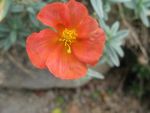 helianthemum-henfield-brillant