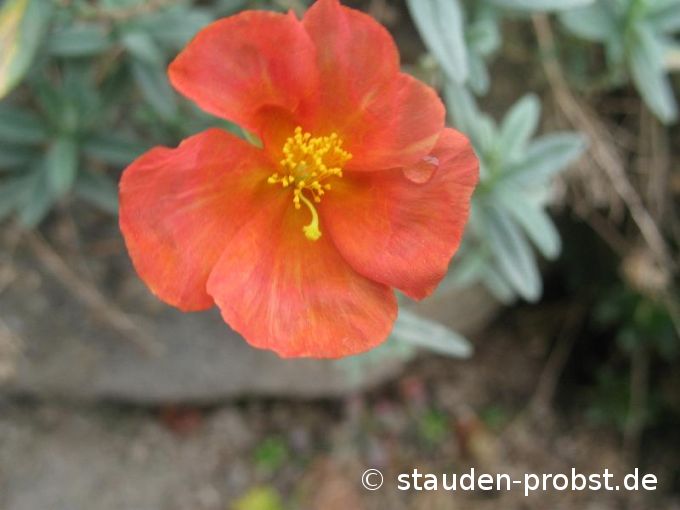 Helianthemum 'Henfield Brillant' - Sonnenröschen