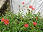 helianthemum-mette-2