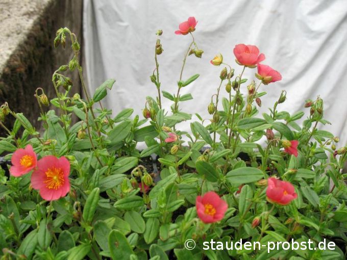 Helianthemum 'Mette' - Sonnenröschen