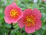 helianthemum-mette