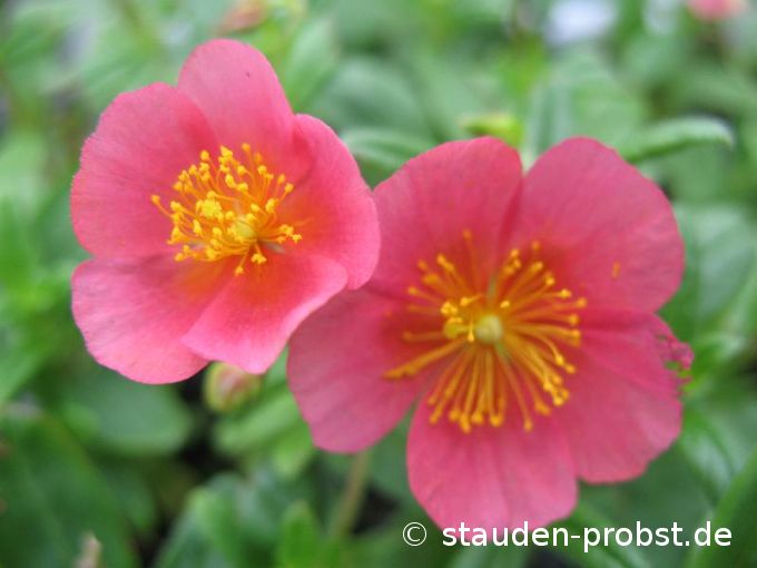 Helianthemum 'Mette' - Sonnenröschen